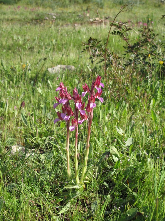 Anacamptis papilionacea